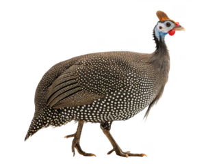 Guineafowl animal png domestic guineafowl bird png wild guineafowl species png guineafowl in farm png guinea fowl bird png transparent png