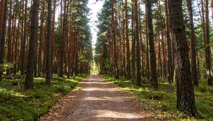 Fototapeta premium Narrow Path Winding Through a Dense Tall Forest