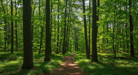 Obraz premium Lush green forest with a path through the trees for nature and travel use cases