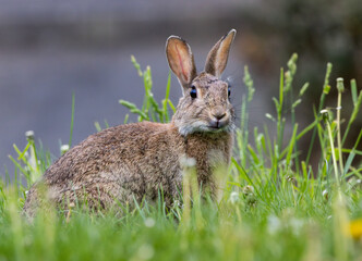 A rabbit is sitting in the grass