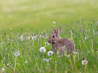 A rabbit is eating dandelions in a field