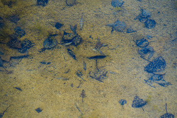 Fallen leaves resting on the sandy bottom of a clear pond