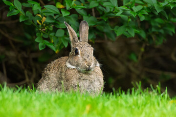 A rabbit is standing in a grassy field