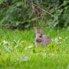 A rabbit is sitting in the grass