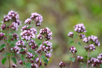 wild marjoram flowers vertical, close-up of small violet and pink blossoms,  pink flowers, beautiful petals of Origanum majorana