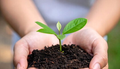 Gentle Hands Nurturing New Plant Growth