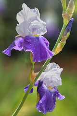iris blanc et bleu, fleurs et boutons