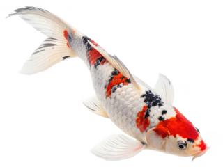 Koi animal png koi fish species png colorful koi fish png koi fish in pond png ornamental koi fish png transparent png