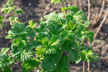 Seedling and green leafs of raspberry in vegetable garden. Bushes of rubus the rosaceae family...