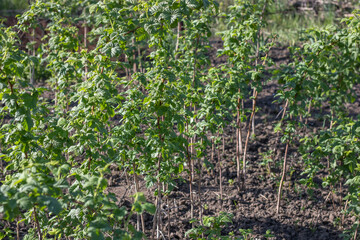 Seedling and green leafs of raspberry in vegetable garden. Bushes of rubus the rosaceae family growth on organic farm. Large fruited plant of berry crops blackberry in horticulture. Raspberry patch.