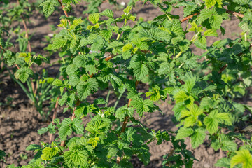 Seedling and green leafs of raspberry in vegetable garden. Bushes of rubus the rosaceae family growth on organic farm. Large fruited plant of berry crops blackberry in horticulture. Raspberry patch.