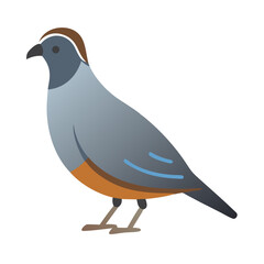 Stylized illustration of a California Quail on a black background