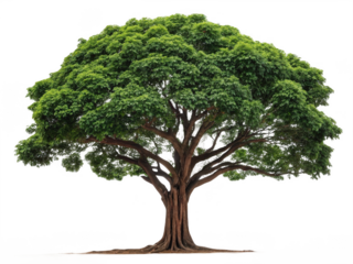 Mahogany tree png hardwood tree png tropical tree png forest tree png white background image