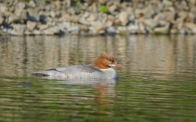 Mergus merganser aka Common merganser or goosander. Waterfowl from Czech republic on the river.