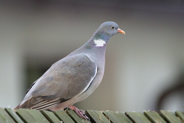 Common bird Columba palumbus aka Common Wood Pigeon. Perched on the fence.