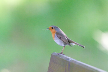 Erithacus rubecula aka european robin in the park. Tiny bird from Czech republic.