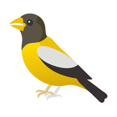 Flat Vector Illustration of a Colorful Bird on Black