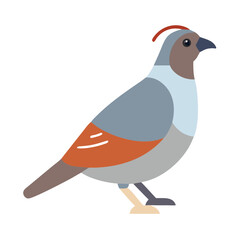 Stylish cartoon quail bird illustration on black background