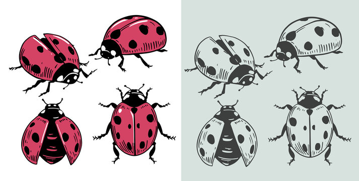 Ladybug, vector illustration set, hand drawn sketch