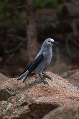 Grey Clark's nutcracker (Nucifraga columbiana) perched on a large rock in the Rocky Mountains of...