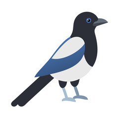 Flat vector illustration of a magpie on black background