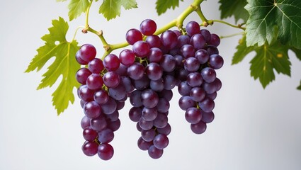 Background isolation of red grapes on a leafy branch