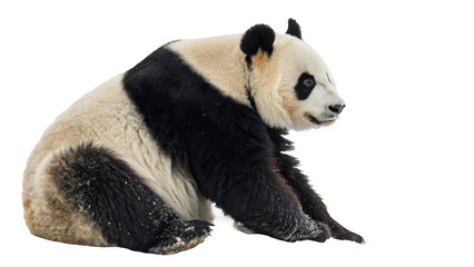 Panda png panda animal png giant panda png bear species png wildlife animal png black and white bear png bamboo eater png transparent background image
