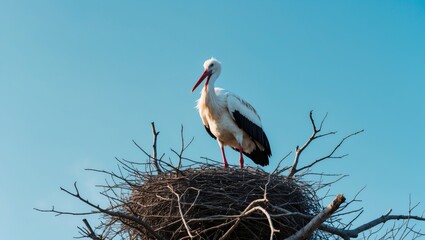 Fototapeta premium Scenic view of a powerful white stork standing tall in its nest under a vivid sky