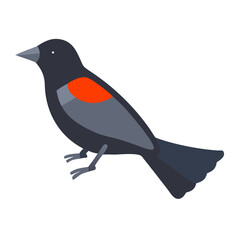Flat vector red-winged blackbird perched against a black background