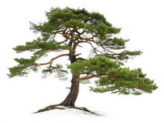 Pine tree png conifer tree png evergreen tree png forest tree png christmas tree png tall tree png natural tree png transparent background image