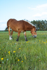 A pedigree brown horse is grazing in the pasture. Agriculture. Animals.