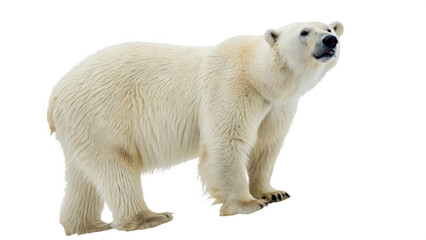 Polar bear png polar bear creature png bear species png cold region animal png arctic wildlife png large mammal png transparent background image