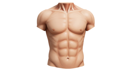 Isolated Male Torso Bodybuilder