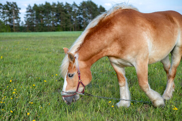 A pedigree brown horse is grazing in the pasture. Agriculture. Animals.