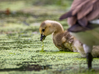 Canada goose gosling feeding in pond with duckweed