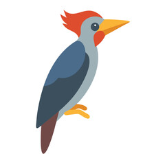 Flat vector illustration of an exotic woodpecker bird graphic