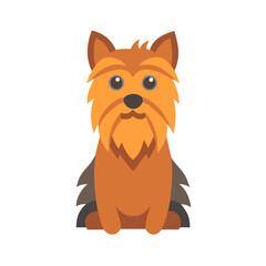 Flat vector illustration of cute Yorkshire Terrier puppy dog