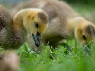 Canada goose gosling in grass