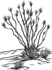 Black and white illustration of ocotillo desert plant with multiple spiny branches in arid landscape