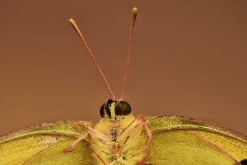 mariposa blanquiverdosa de medio cuerpo