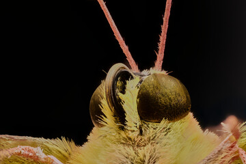 cabeza de mariposa aumentada en 4 veces 