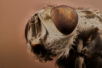 cabeza de mosca magnificación 6X