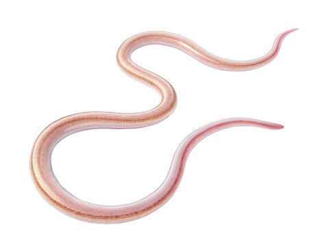 Roundworm png roundworm animal png parasitic worm png nematode png internal parasite png medical parasite png transparent background image