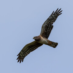 Close up of red-tailed hawk soaring with outstretched wings in the beautiful blue afternoon sky.