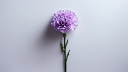 Fototapeta premium Beautiful purple carnation and lilac flower isolated on background, ideal for gift cards, love, and romantic themes