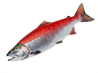 Sockeye salmon animal PNG, sockeye PNG, salmon fish PNG, ocean fish PNG, transparent background image