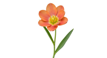 Isolated single flower