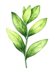 Fototapeta premium Watercolor Illustration of Green Leaves on a Branch Isolated on White Background Botanical Art Style Close Up