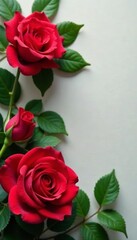 Obraz premium Beautiful close-up of colorful red roses with green leaves, garden, roses