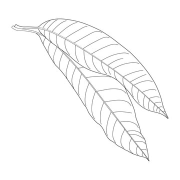 recommend clip art: Mango leaves line art vector design. Mango leaves outline illustration design.